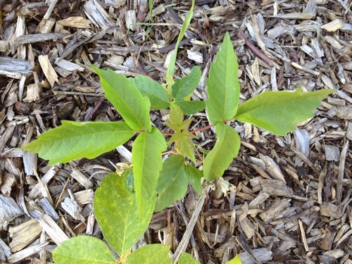 Poison Ivy --Young plant